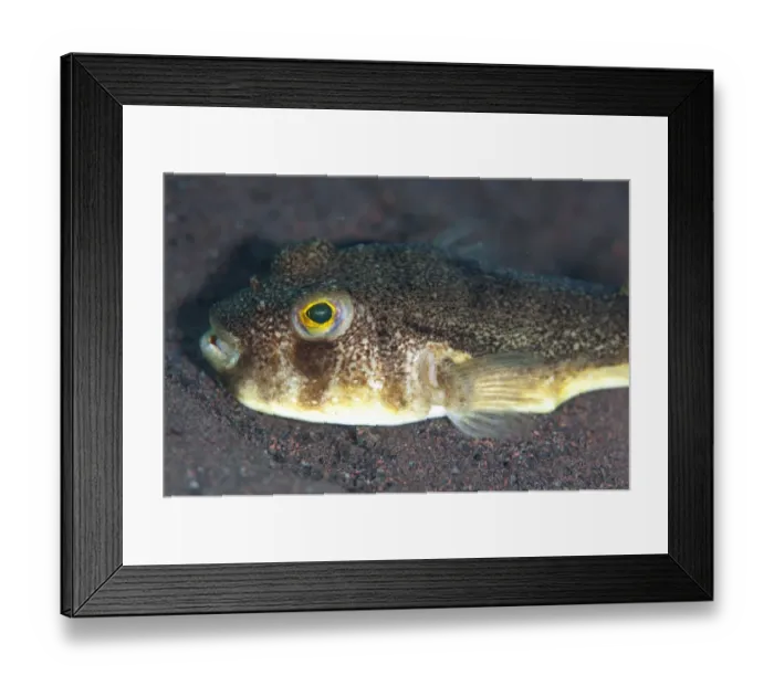 Framed Print : Shortfin Puffer (Torquigener brevipinnis) adult, resting on sand, Seraya, Bali, Lesser Sunda Islands, Indonesia Framed Print : Shortfin Puffer (Torquigener brevipinnis) adult, resting on sand, Seraya, Bali, Lesser Sunda Islands, Indonesia