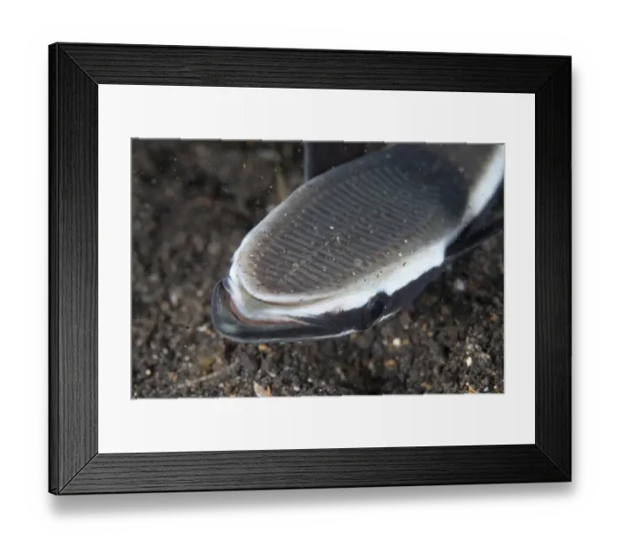 Framed Print : Sharksucker (Echeneis naucrates) adult, close-up of head with suction disk, on black sand, Lembeh Straits, Sulawesi Framed Print : Sharksucker (Echeneis naucrates) adult, close-up of head with suction disk, on black sand, Lembeh Straits, Sulawesi