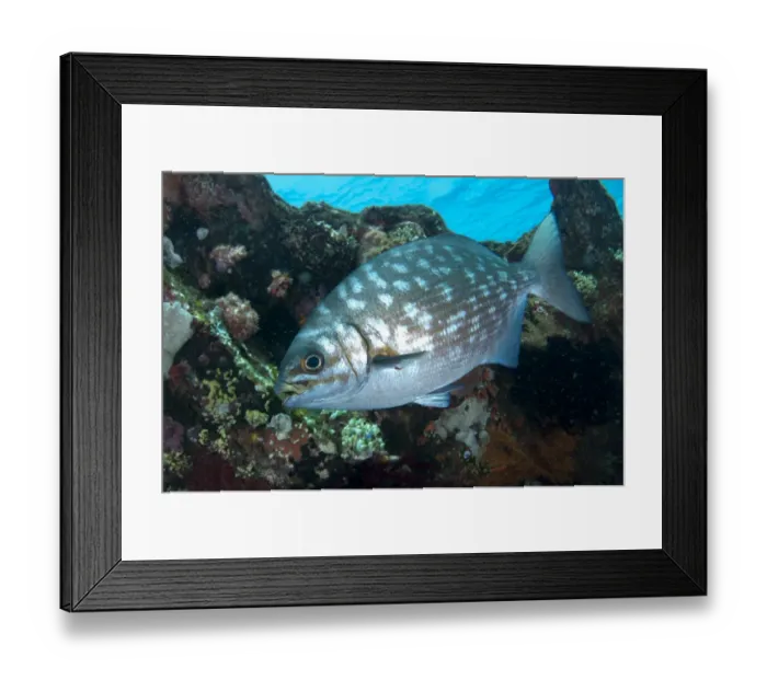 Framed Print : Lowfin Drummer (Kyphosus vaigiensis) juvenile, swimming at shipwreck, USAT Liberty Framed Print : Lowfin Drummer (Kyphosus vaigiensis) juvenile, swimming at shipwreck, USAT Liberty