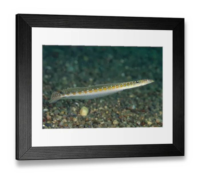 Framed Print : Long-rayed Sand-diver (Trichonotus elegans) adult, swimming, Pantar Island, Alor Archipelago, Lesser Sunda Islands Framed Print : Long-rayed Sand-diver (Trichonotus elegans) adult, swimming, Pantar Island, Alor Archipelago, Lesser Sunda Islands