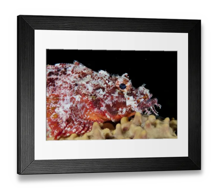 Framed Print : Raggy Scorpionfish (Scorpaenopsis venosa) adult, close-up of head, resting on coral, Kwatisore Point Framed Print : Raggy Scorpionfish (Scorpaenopsis venosa) adult, close-up of head, resting on coral, Kwatisore Point
