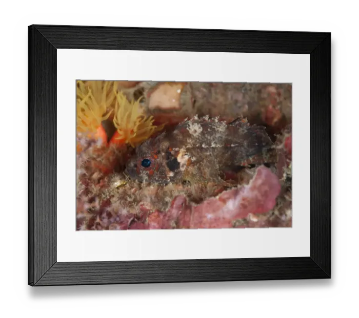 Framed Print : Guam Scorpionfish (Scorpaenodes guamensis) adult, resting on reef at night, Lembeh Straits, Sulawesi, Sunda Islands Framed Print : Guam Scorpionfish (Scorpaenodes guamensis) adult, resting on reef at night, Lembeh Straits, Sulawesi, Sunda Islands