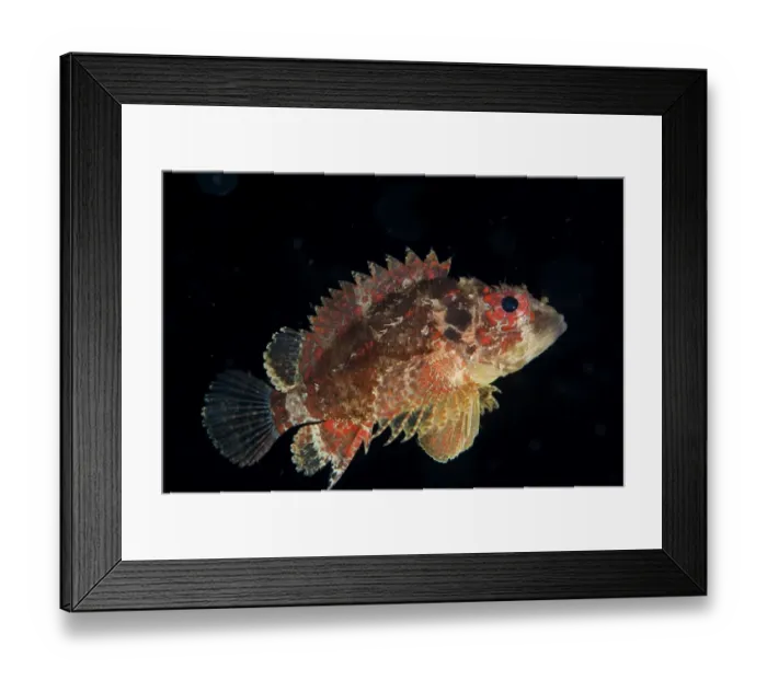 Framed Print : Guam Scorpionfish (Scorpaenodes guamensis) adult, swimming at night, Lembeh Straits, Sulawesi, Sunda Islands