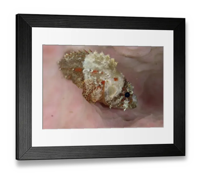 Framed Print : Guam Scorpionfish (Scorpaenodes guamensis) adult, resting on sponge at night, Lembeh Straits, Sulawesi, Sunda Islands Framed Print : Guam Scorpionfish (Scorpaenodes guamensis) adult, resting on sponge at night, Lembeh Straits, Sulawesi, Sunda Islands
