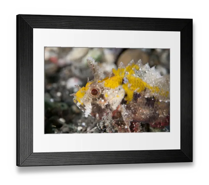 Framed Print : Barchin Scorpionfish (Sebastapistes strongia) adult, close-up of head, resting on black sand, Lembeh Straits, Sulawesi Framed Print : Barchin Scorpionfish (Sebastapistes strongia) adult, close-up of head, resting on black sand, Lembeh Straits, Sulawesi