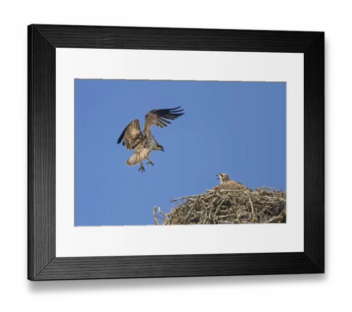 Framed Print : Osprey (Pandion haliaetus) two fledglings, in flight and sitting at old nestsite, Cairngorms N. P Framed Print : Osprey (Pandion haliaetus) two fledglings, in flight and sitting at old nestsite, Cairngorms N. P