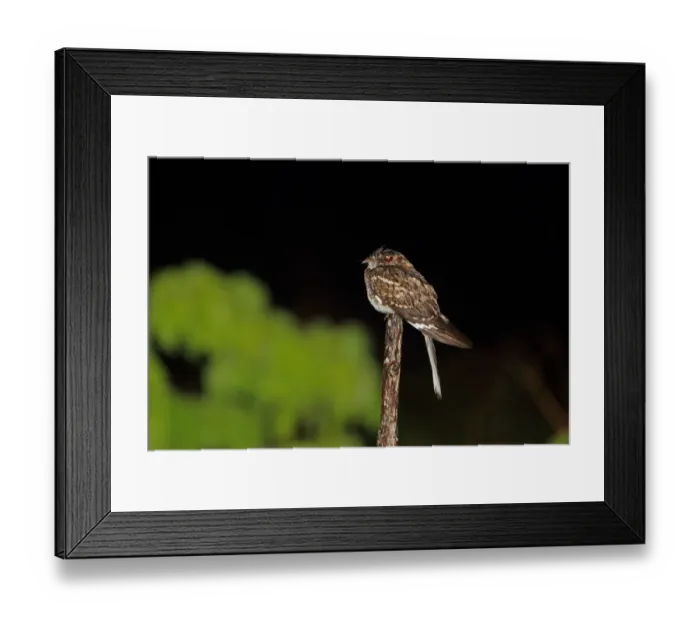 Framed Print : White-tailed Nightjar (Caprimulgus cayennensis) adult, perched on stick at night, Trinidad, Trinidad and Tobago, April Framed Print : White-tailed Nightjar (Caprimulgus cayennensis) adult, perched on stick at night, Trinidad, Trinidad and Tobago, April
