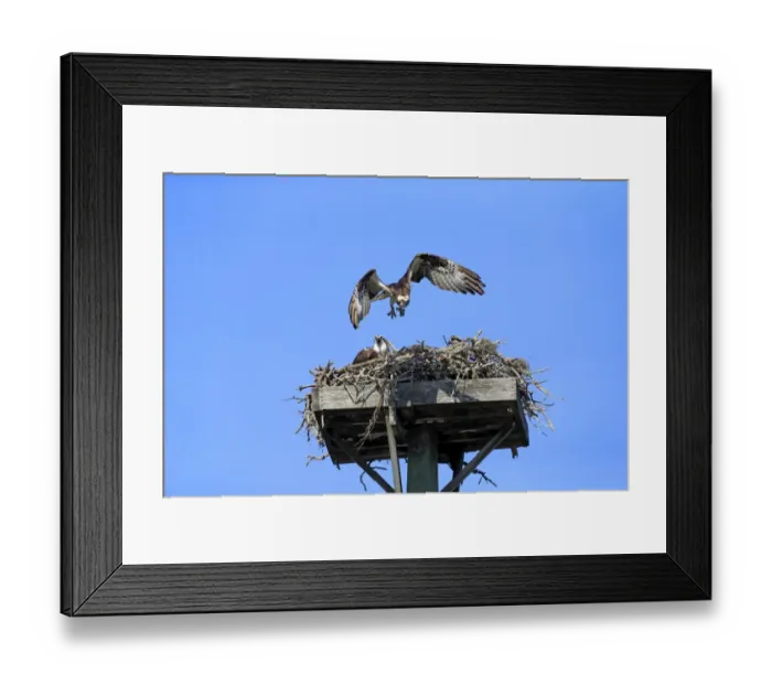 Framed Print : Osprey (Pandion haliaetus carolinensis) adult pair with chicks, in flight and sitting at nest on manmade platform Framed Print : Osprey (Pandion haliaetus carolinensis) adult pair with chicks, in flight and sitting at nest on manmade platform