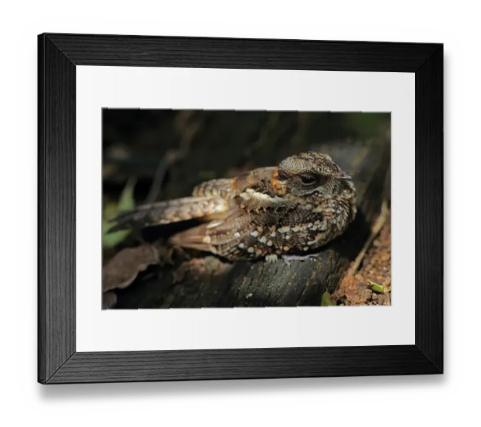 Framed Print : White-tailed Nightjar (Caprimulgus cayennensis) adult, roosting on log, Trinidad, Trinidad and Tobago, April Framed Print : White-tailed Nightjar (Caprimulgus cayennensis) adult, roosting on log, Trinidad, Trinidad and Tobago, April