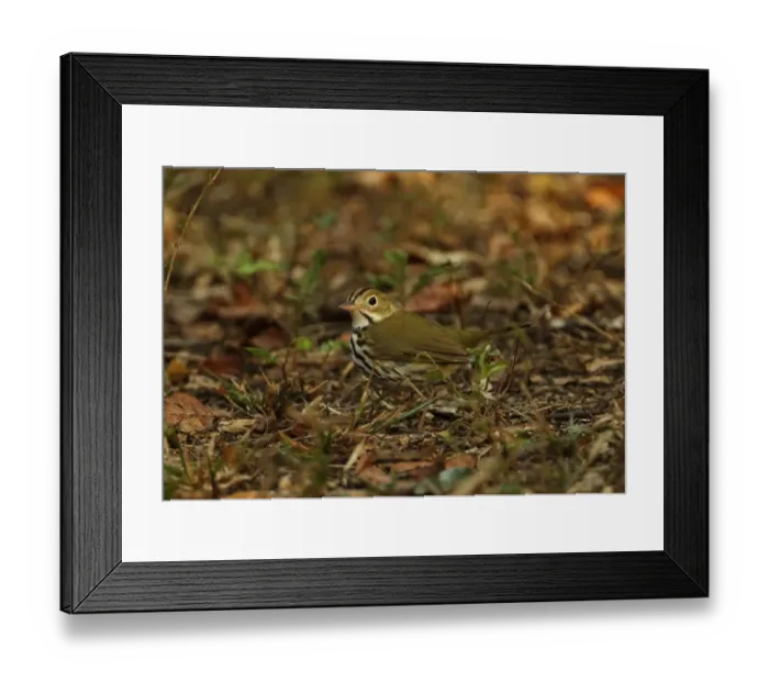 Framed Print : Ovenbird (Seiurus aurocapilla) adult, standing on woodland floor, Zapata Peninsula, Matanzas Province, Cuba, March Framed Print : Ovenbird (Seiurus aurocapilla) adult, standing on woodland floor, Zapata Peninsula, Matanzas Province, Cuba, March