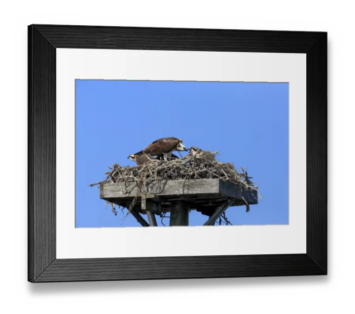 Framed Print : Osprey (Pandion haliaetus carolinensis) adult feeding chicks, at nest on manmade platform, Sanibel Island, Florida Framed Print : Osprey (Pandion haliaetus carolinensis) adult feeding chicks, at nest on manmade platform, Sanibel Island, Florida