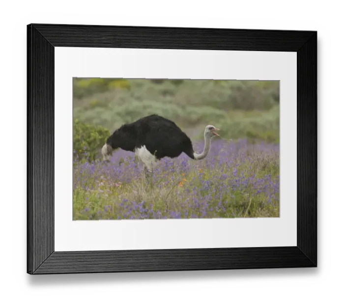 Framed Print : Ostrich (Struthio camelus) adult male, feeding amongst wildflowers, West Coast N. P Framed Print : Ostrich (Struthio camelus) adult male, feeding amongst wildflowers, West Coast N. P