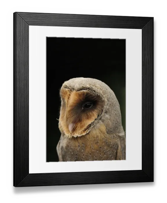 Framed Print : Barn Owl (Tyto alba) melanistic phase, adult, close-up of head (captive) Framed Print : Barn Owl (Tyto alba) melanistic phase, adult, close-up of head (captive)