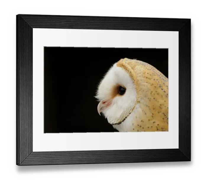 Framed Print : Barn Owl (Tyto alba) adult, close-up of head (captive) Framed Print : Barn Owl (Tyto alba) adult, close-up of head (captive)