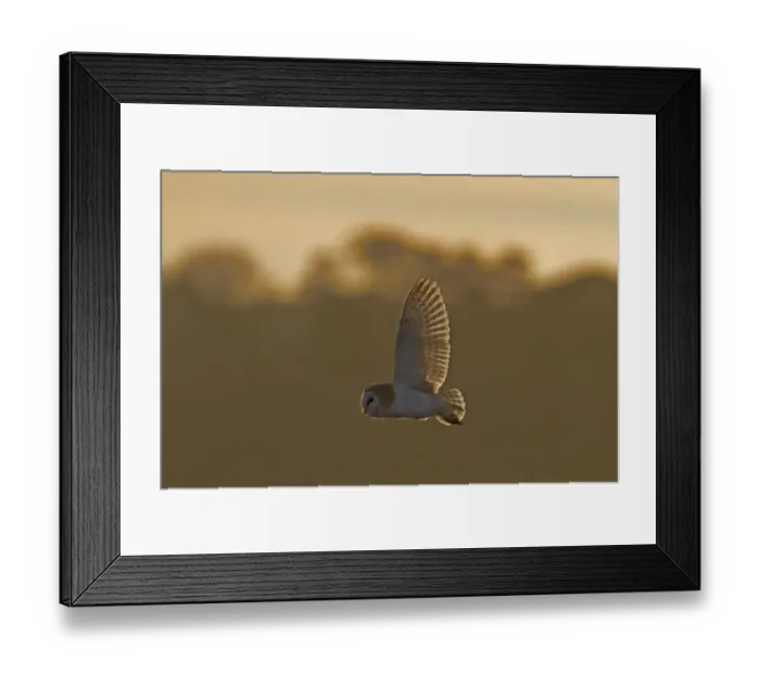 Framed Print : Barn Owl (Tyto alba) adult, in flight, backlit, hunting over reedbed at dusk, Norfolk, England, February Framed Print : Barn Owl (Tyto alba) adult, in flight, backlit, hunting over reedbed at dusk, Norfolk, England, February