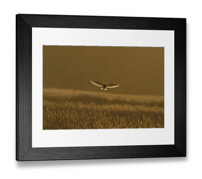 Framed Print : Barn Owl (Tyto alba) adult, in flight, backlit, hunting over reedbed habitat at dusk, Norfolk, England, February Framed Print : Barn Owl (Tyto alba) adult, in flight, backlit, hunting over reedbed habitat at dusk, Norfolk, England, February