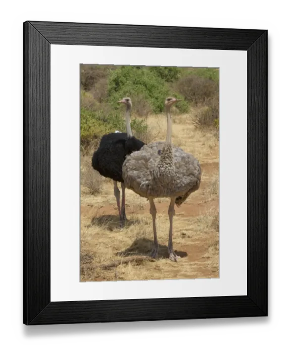 Framed Print : Somali Ostrich (Struthio camelus molybdophanes) adult pair, standing in dry savannah, Samburu National Reserve, Kenya
