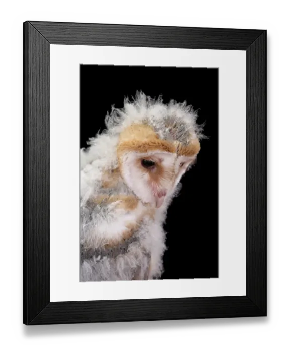 Framed Print : Barn Owl (Tyto alba) chick, close-up of head, England, July (captive)