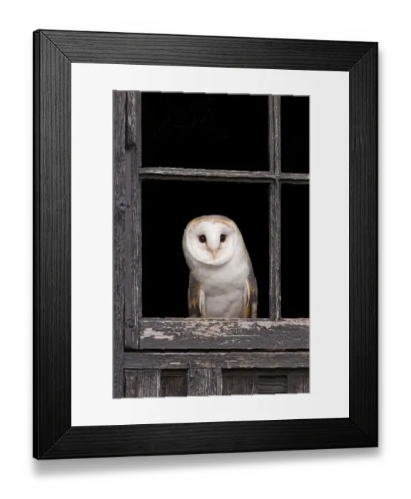 Framed Print : Barn Owl (Tyto alba) adult, looking out from barn window, Suffolk, England, May (captive) Framed Print : Barn Owl (Tyto alba) adult, looking out from barn window, Suffolk, England, May (captive)