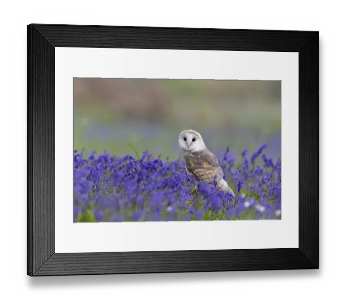 Framed Print : Barn Owl (Tyto alba) adult, perched on log amongst Bluebell (Hyacinthoides non-scripta) flowers, Suffolk, England Framed Print : Barn Owl (Tyto alba) adult, perched on log amongst Bluebell (Hyacinthoides non-scripta) flowers, Suffolk, England