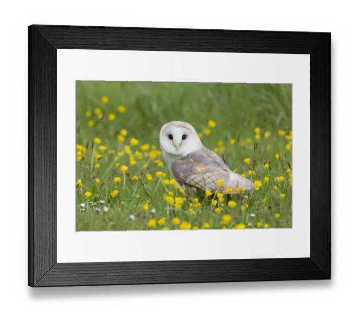 Framed Print : Barn Owl (Tyto alba) adult, standing amongst flowering buttercups, Suffolk, England, May (captive) Framed Print : Barn Owl (Tyto alba) adult, standing amongst flowering buttercups, Suffolk, England, May (captive)