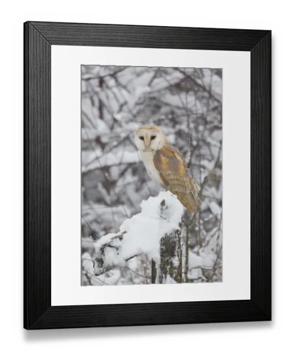 Framed Print : Barn Owl (Tyto alba) adult, perched on snow covered fencepost during snowfall, Suffolk, England, March (captive) Framed Print : Barn Owl (Tyto alba) adult, perched on snow covered fencepost during snowfall, Suffolk, England, March (captive)