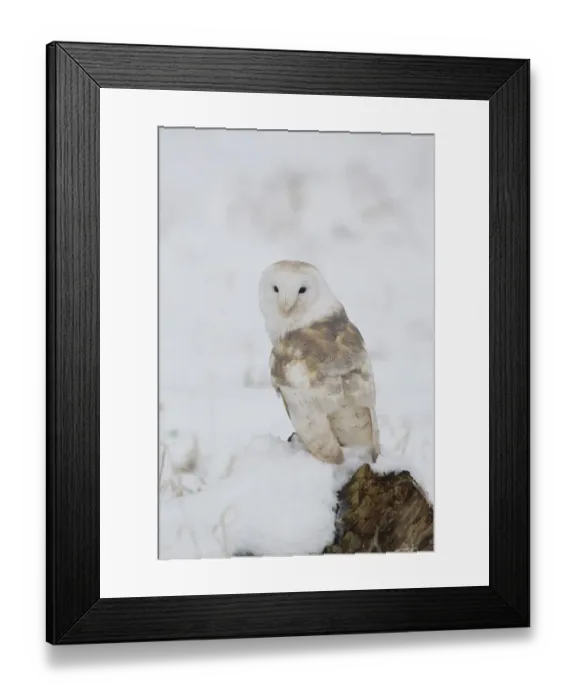 Framed Print : Barn Owl (Tyto alba) adult, perched on snow covered stump, Suffolk, England, March (captive)