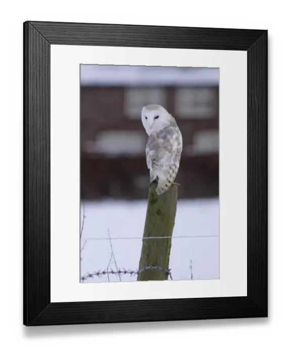Framed Print : Barn Owl (Tyto alba) adult male, perched on fencepost in snow, with cottage in background, North Yorkshire, England