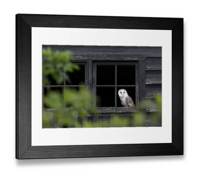 Framed Print : Barn Owl (Tyto alba) adult, looking out from barn window, Suffolk, England, May (captive) Framed Print : Barn Owl (Tyto alba) adult, looking out from barn window, Suffolk, England, May (captive)