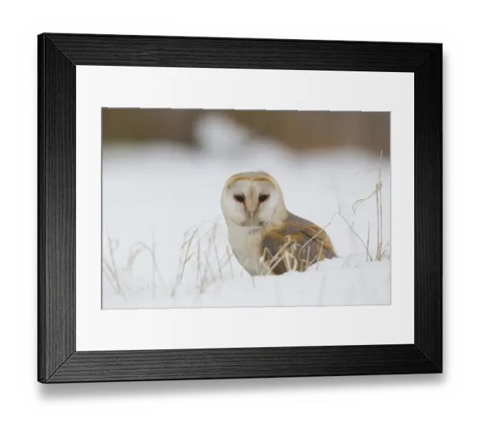 Framed Print : Barn Owl (Tyto alba) adult, standing on snow covered ground, Suffolk, England, March (captive) Framed Print : Barn Owl (Tyto alba) adult, standing on snow covered ground, Suffolk, England, March (captive)