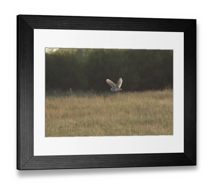 Framed Print : Barn Owl (Tyto alba) adult, in flight, with vole prey in talons, hunting over farmland in evening sunlight Framed Print : Barn Owl (Tyto alba) adult, in flight, with vole prey in talons, hunting over farmland in evening sunlight