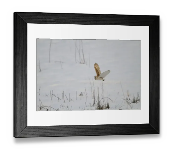 Framed Print : Barn Owl (Tyto alba) adult, in flight, hunting over snow, England, March Framed Print : Barn Owl (Tyto alba) adult, in flight, hunting over snow, England, March