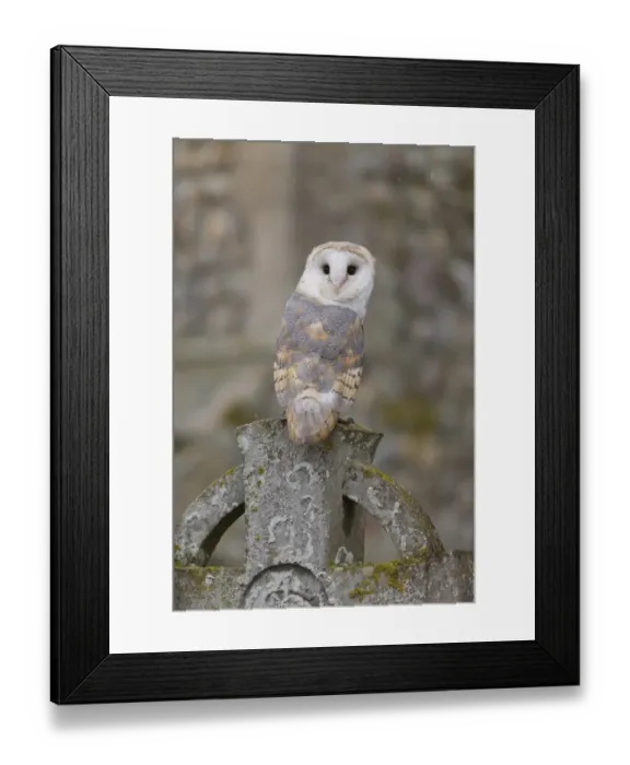 Framed Print : Barn Owl (Tyto alba) adult, perched on gravestone in churchyard, Suffolk, England, October (captive) Framed Print : Barn Owl (Tyto alba) adult, perched on gravestone in churchyard, Suffolk, England, October (captive)