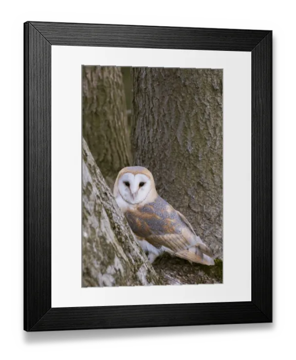 Framed Print : Barn Owl (Tyto alba) adult, perched in tree, Berkshire, England, April (captive)