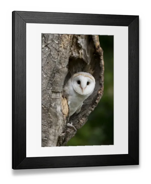 Framed Print : Barn Owl (Tyto alba) adult, looking out from hollow tree trunk, Suffolk, England, October (captive) Framed Print : Barn Owl (Tyto alba) adult, looking out from hollow tree trunk, Suffolk, England, October (captive)