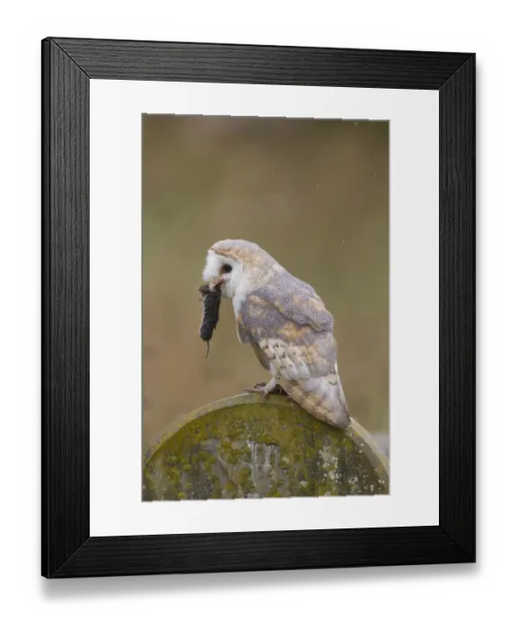 Framed Print : Barn Owl (Tyto alba) adult, with Field Vole (Microtus agrestis) prey in beak, perched on gravestone in churchyard Framed Print : Barn Owl (Tyto alba) adult, with Field Vole (Microtus agrestis) prey in beak, perched on gravestone in churchyard