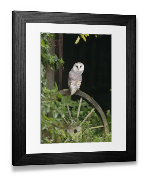 Framed Print : Barn Owl (Tyto alba) adult, perched on wooden cart wheel, Suffolk, England, October (captive) Framed Print : Barn Owl (Tyto alba) adult, perched on wooden cart wheel, Suffolk, England, October (captive)