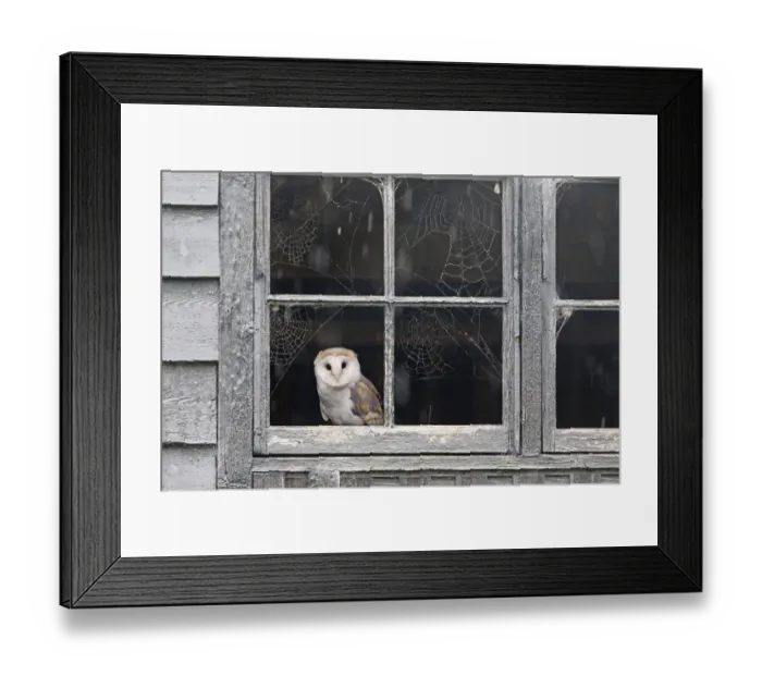 Framed Print : Barn Owl (Tyto alba) adult, perched at barn window with cobwebs during rainfall, Suffolk, England, October (captive)