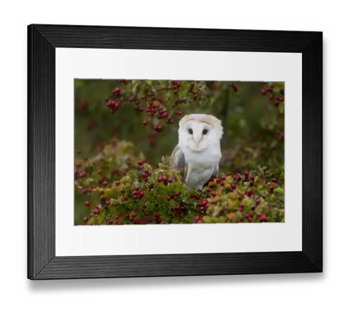 Framed Print : Barn Owl (Tyto alba) adult, perched on Common Hawthorn (Crataegus monogyna) with berries, Suffolk, England Framed Print : Barn Owl (Tyto alba) adult, perched on Common Hawthorn (Crataegus monogyna) with berries, Suffolk, England
