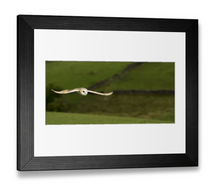 Framed Print : Barn Owl (Tyto alba) adult, in flight over farmland, Yorkshire, England, August (captive) Framed Print : Barn Owl (Tyto alba) adult, in flight over farmland, Yorkshire, England, August (captive)