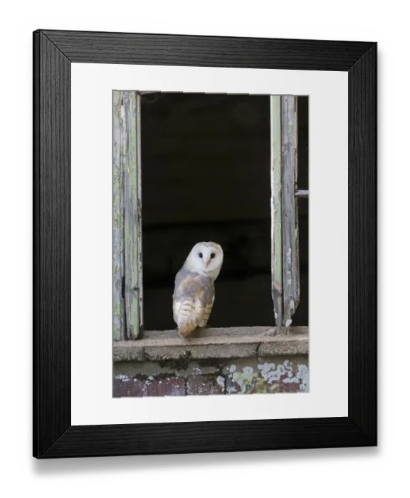 Framed Print : Barn Owl (Tyto alba) adult, perched on barn window sill, England, August (captive) Framed Print : Barn Owl (Tyto alba) adult, perched on barn window sill, England, August (captive)
