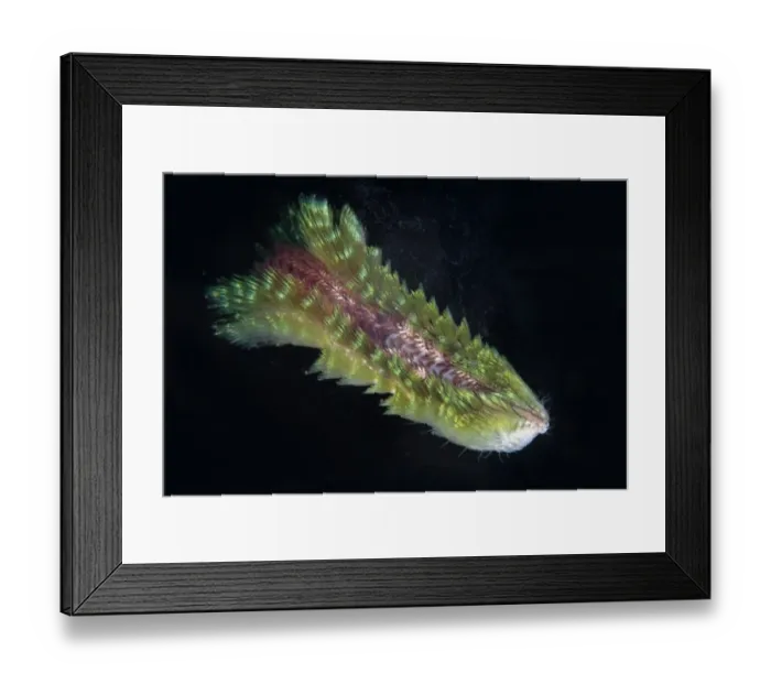 Framed Print : Dark-lined Fire Worm (Chloeia fusca) adult, free-swimming, Seraya, Bali, Lesser Sunda Islands, Indonesia, December Framed Print : Dark-lined Fire Worm (Chloeia fusca) adult, free-swimming, Seraya, Bali, Lesser Sunda Islands, Indonesia, December