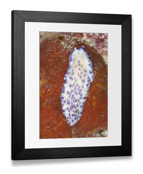 Framed Print : Laing Island Flatworm (Pseudoceros laingensis) adult, Batu Lima, Dampier Straits, Raja Ampat Islands (Four Kings) Framed Print : Laing Island Flatworm (Pseudoceros laingensis) adult, Batu Lima, Dampier Straits, Raja Ampat Islands (Four Kings)