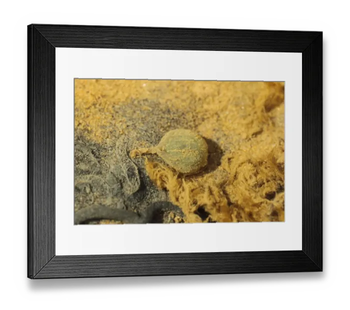 Framed Print : Lugworm (Arenicola marina) egg on beach at low tide, Poole Harbour, Dorset, England, April Framed Print : Lugworm (Arenicola marina) egg on beach at low tide, Poole Harbour, Dorset, England, April