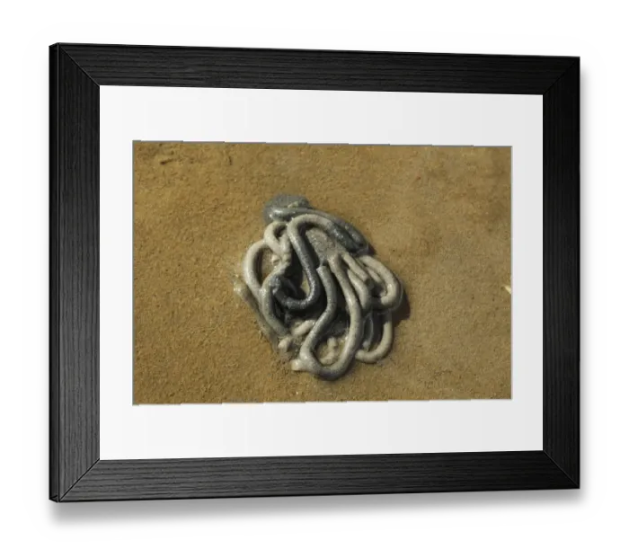 Framed Print : Lugworm (Arenicola marina) cast on sand at low tide, Poole Harbour, Dorset, England, April Framed Print : Lugworm (Arenicola marina) cast on sand at low tide, Poole Harbour, Dorset, England, April