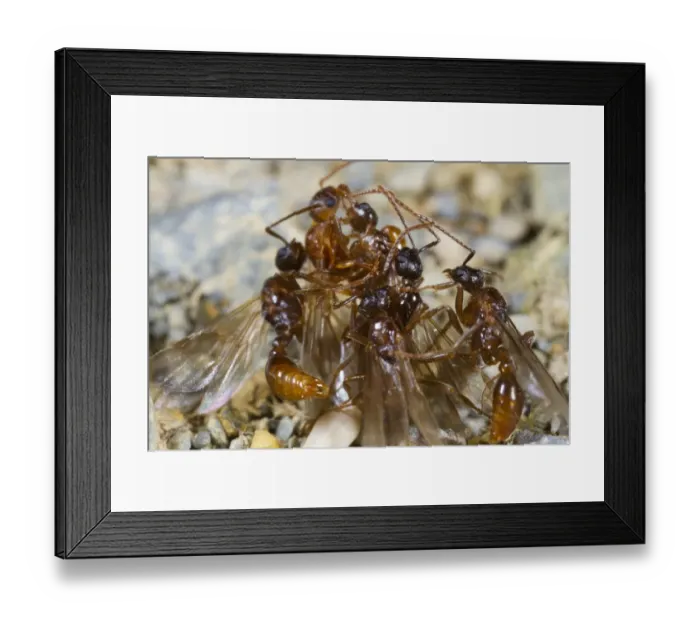 Framed Print : Ant (Myrmica ruginodis) winged adult males, several attempting to mate with single queen, Powys, Wales, August Framed Print : Ant (Myrmica ruginodis) winged adult males, several attempting to mate with single queen, Powys, Wales, August