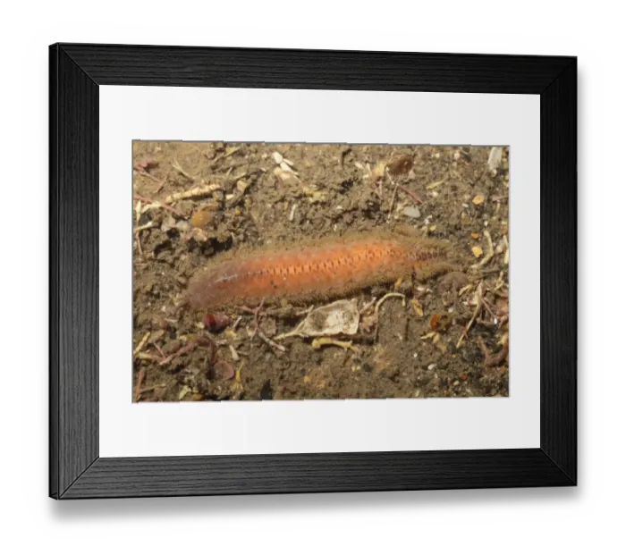 Framed Print : Scale Worm (Lagisca extenuata) adult, Kimmeridge Bay, Dorset, England, January Framed Print : Scale Worm (Lagisca extenuata) adult, Kimmeridge Bay, Dorset, England, January