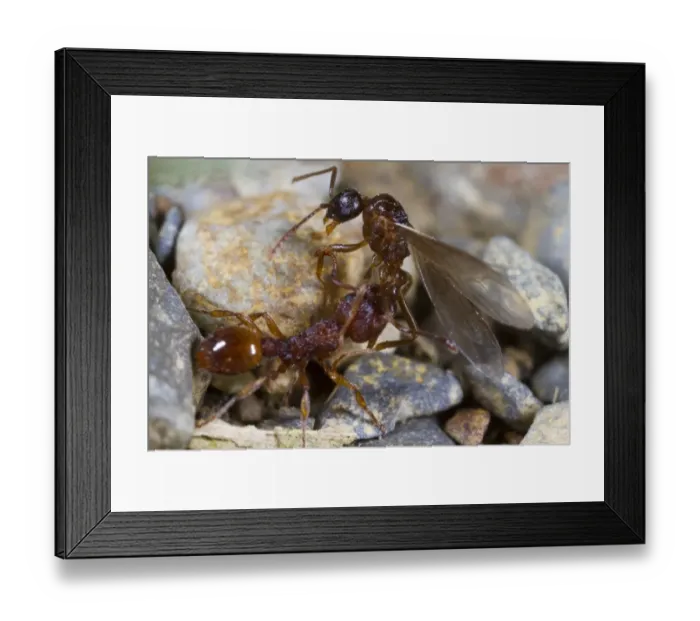 Framed Print : Ant (Myrmica sabuleti) adult worker, attacking Ant (Myrmica ruginodis) winged adult male, Powys, Wales, August