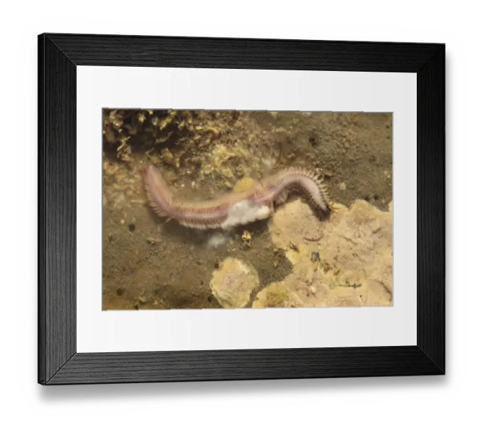 Framed Print : Paddleworm (Phyllodoce sp. ) adult, Epitoke stage pelagic morph capable of sexual reproduction, Kimmeridge Bay