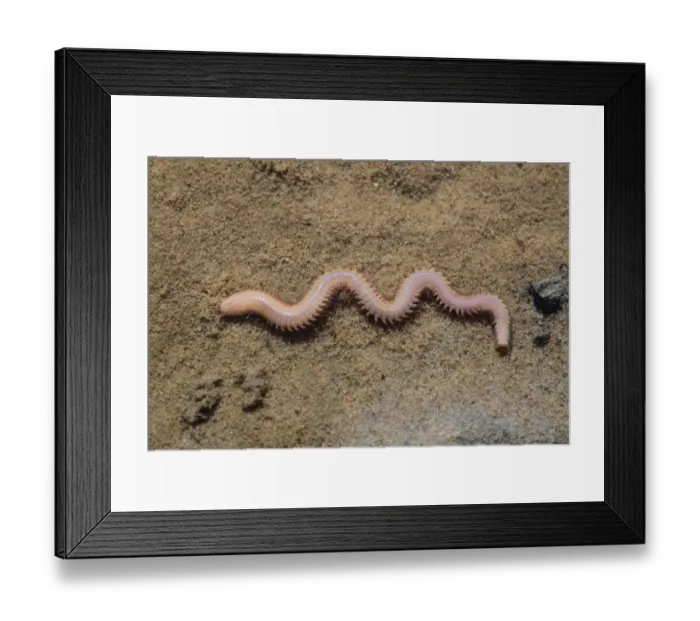 Framed Print : White Ragworm (Nephthys hombergii) adult, on sand, Poole Harbour, Dorset, England, April Framed Print : White Ragworm (Nephthys hombergii) adult, on sand, Poole Harbour, Dorset, England, April